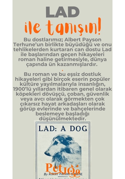 Petjoo 23.Lad Turuncu-Gri Qr'lı Köpek Künyesi