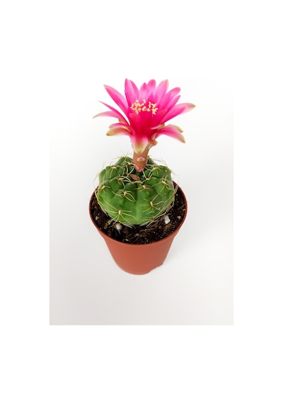 Gymnocalycium Baldianum Göz Alıcı Pembe Çiçekli  Özel Tür Kaktüs