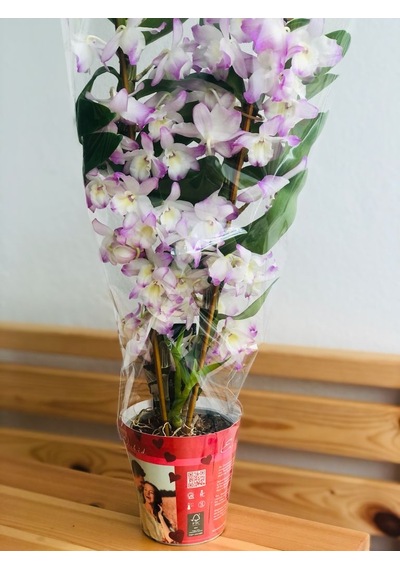 Dendrobium Orkide Exclusive - Mor N11.5479