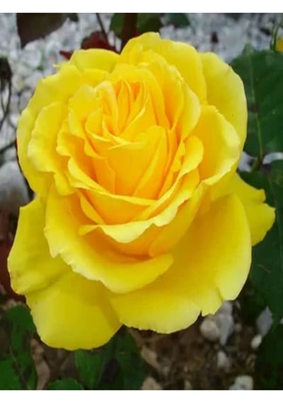 Videolu 1 Adet Anneler Günü Için Hediyelik Sarı Gül Fidanı 20-40 Cm Tüplü Çiçekli Bodur Yellow Rose