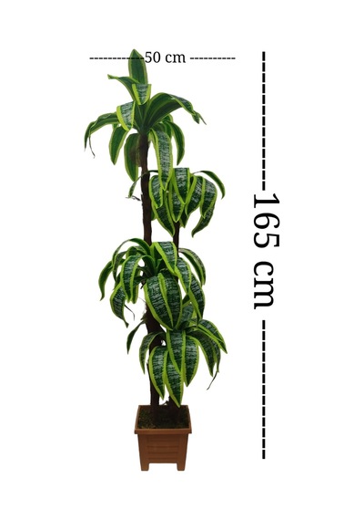 Yukka Dracaena 4 Gövdeli Palmiye Ağacı Kare Saksıda