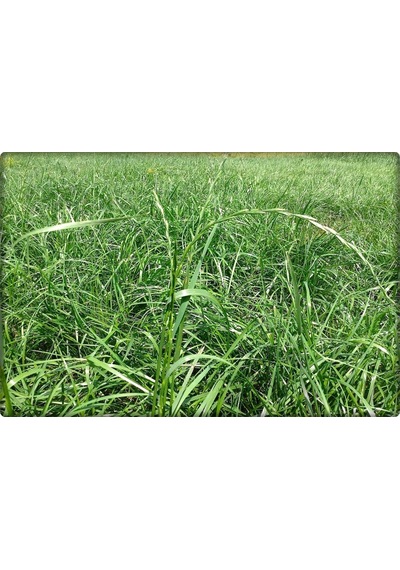 ReyGRass Otu Süt Otu Tohumu 5 KG