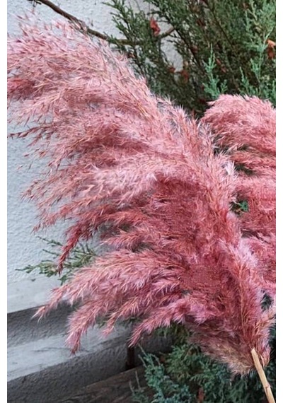 8'li Büyük Demet Pampas Pembe 100cm Boyunda