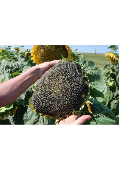 Mamut Dev Ayçiçeği Tohumu Mammoth Sunflower Seeds