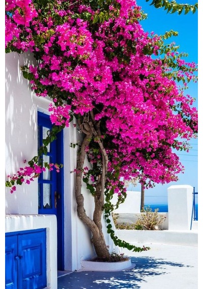 Bougainvillea Pembe Begonvil Canlı Dış Mekan Sarmaşığı 10-20 Cm