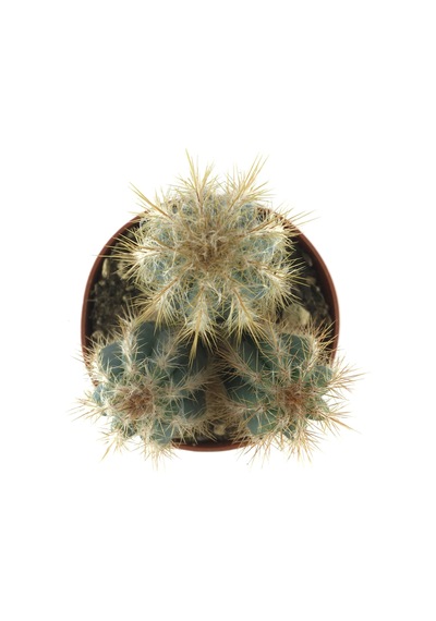 Pilosocereus Azureus (Kaktüs) Ø10,5 CM Y15-20 CM
