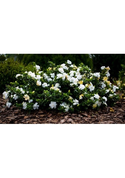 Gardenya Çiçeği, 20-30 Cm. Gardenia Jasminoides