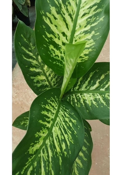 Difenbahya - Dieffenbachia Tropic Snow 60-70cm