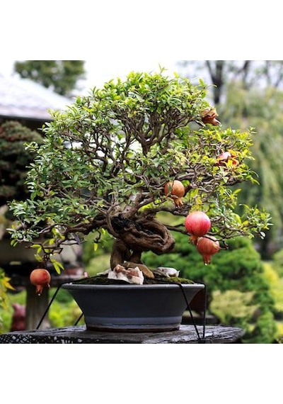 Bodur Bonsai Nar Ağacı Tohumu 5 Tohum +Saksı+Toprak+ Tohum
