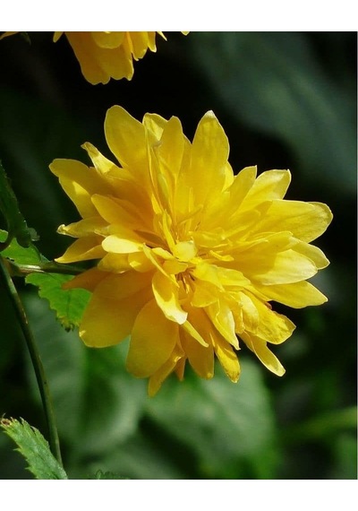 Kanarya Gülü Fidanı Tüplü 60-80cm Boy Kerria Japonica
