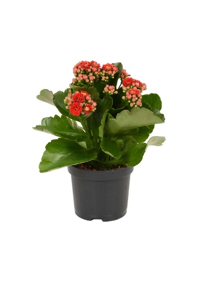 Kırmızı Çiçekli Kalanşo Kalanchoe Çiçeği Ithal Büyük Boy