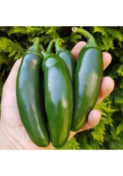 Aktif Jalapeno Zehir Gibi Acı Biber Fidesi 5 Adet