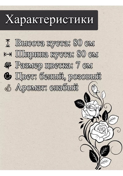 Aspirin Rose Gül Fidanı