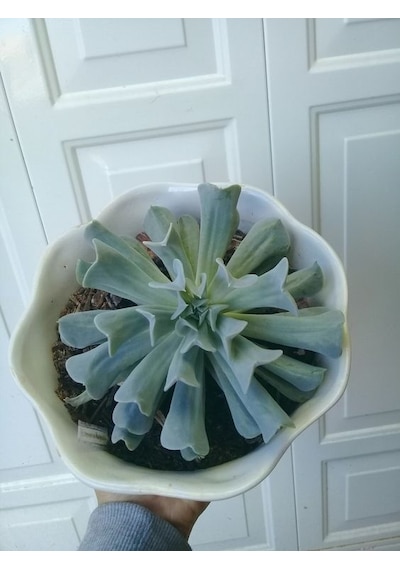 Serada Decor Plant Echeveria Runyonii Topsy Turvy Sukulent Bitki