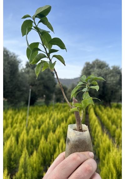 Bougainvillea Sarmaşık - Begonvil Sarmaşık Kırmızı 20-25 Cm 1.kalite Özel Ürün