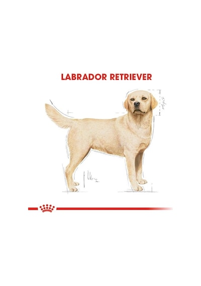 Royal Canin Labrador Retreiver Yetişkin Köpek Maması 12 KG