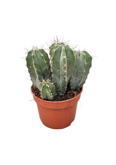 Stenocereus Pruinosus (Kaktüs) Ø8,5 CM Y10-15 CM
