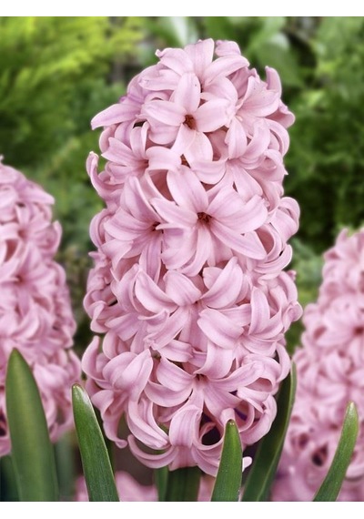 İthal Sümbül Soğanı Pembe Hyacinth Pink