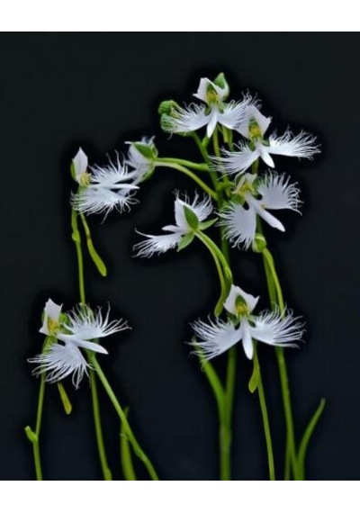 Japon Radiata Orkide Çiçeği Tohumu 5 Tohum +