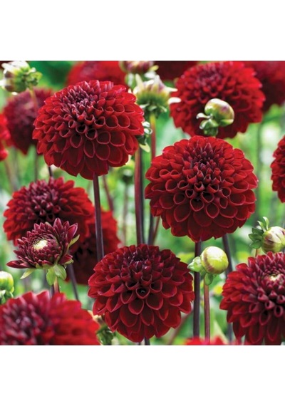 Nadir Ithal Karışık Dahlia Çiçeği Tohumu Dinnerplate Çiçek Tohumu 5 Tohum