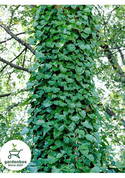 Ağaç Sarmaşığı 1 Adet Saksılı 20-40cm