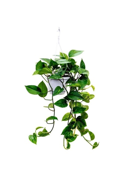 Epipremnum Pothos Sarmaşığı Askılı Pothos Oda Temizleyici Bitki Ev Bitkisi Salon Bitkisi