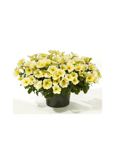 Serada Decor Plant Petunya Sarı Renk Makrome Sarkaç Saksılı