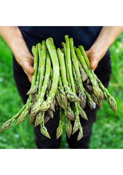 Ata Tohum Geleneksel Asparagus Kuşkonmaz Tohumu 20 Tohum