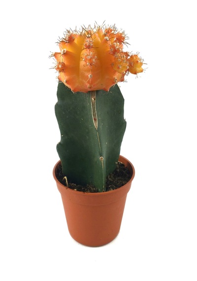 Gymnocalycium Mihanovichii 'Orange' (Kaktüs) Ø5,5 CM Y0-10 CM