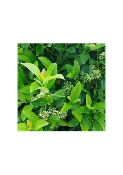 Viburnum Lucido Kartopu Çiçeği Fidanı 30-50 Cm