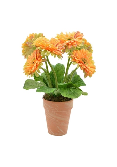 Nadir Karışık Gerbera Çiçeği Tohumu 5 Tohum Çiçek Tohumu