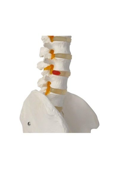 Omurga Maketi 85 CM Model 15