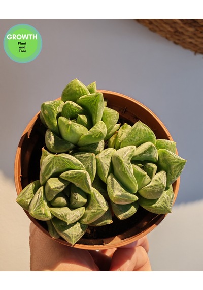 Haworthia Cymbiformis Sukulent 1 Adet