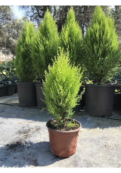 Limon Kokulu Çam Ağacı 30-40 Cm Limoni Servi Cupressus