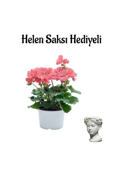 Hediyelik Açık Pembe Sardunya Çiçeği Sevgililer Gününe Özel Helen Saksı Hediyeli