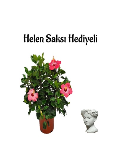 Kadınlar Gününe Özel Pembe Japon Gülü Hibiscus Rosa Helen Saksı Hediyeli