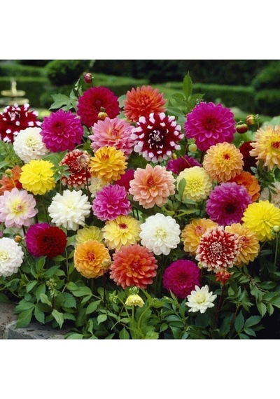 10 Adet Karışık Renkli Dahlia Çiçeği Tohumu