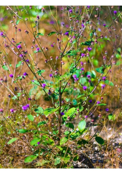 Duranta Çalısı Ağaç Menekşesi 70 90 Cm 1 Adet Dış Mekan Bitkisi Duranta Erecta