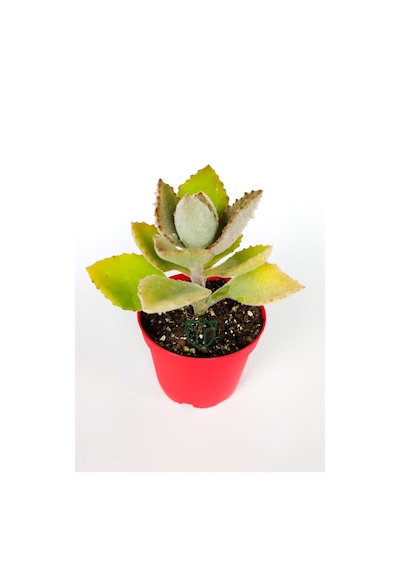 Kalanchoe Beharensis Fang Kadife Yapraklı Sukulent Keçe Bitkisi K