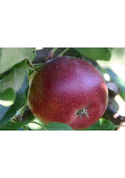 Arapkızı Elma Fidanı Aşılı - 2 Yaş Tüplü 80-100 Cm