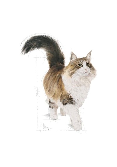Instinctive 7+ Kedi Yaş Mama, 85 Gr