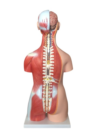 Kaslı Torso Modeli - Çift Cinsiyetli. 85 Cm - 30 Parçalı