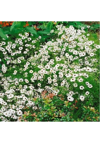 White Splendour Brachycome Çiçeği Tohumu 200 Tohum