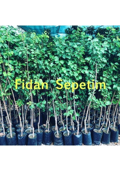 3 Yaş Aşılı Şekerpare Kayısı Fidanı Yarı Bodur