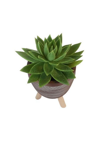 Echeveria Agavoides Kiremit Rengi Damla Saksıda