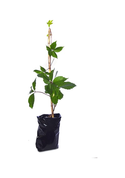 Tüplü Amerikan Sarmaşığı Fidanı Virginia Creeper Çit Bitkisi 80-100 Cm