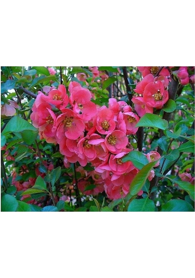 Japon Ayvası Bahar Dalı Fidanı Chaenomeles Japonica 30-50 Cm