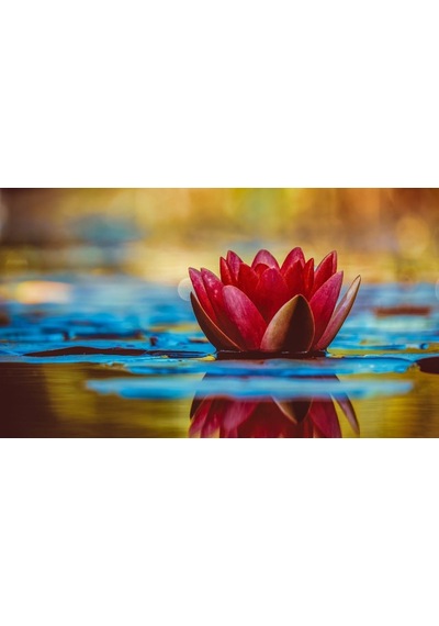 10 Adet Kırmızı Lotus Tohumu Nilüfer Tohumu