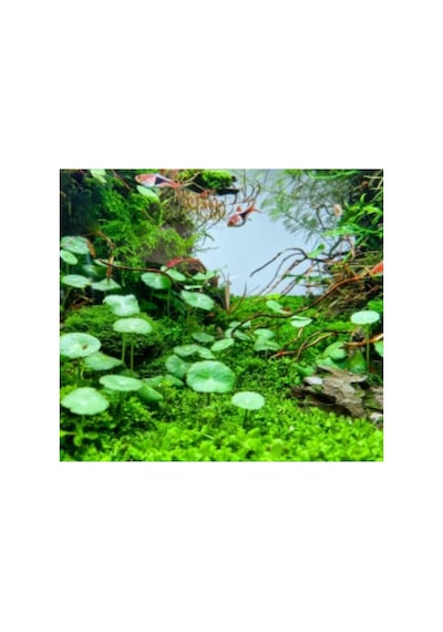 Hydrocotyle Verticillata Özel Tür Kolay Akvaryum Bitkisi 1 Saksı Canlı Bitki