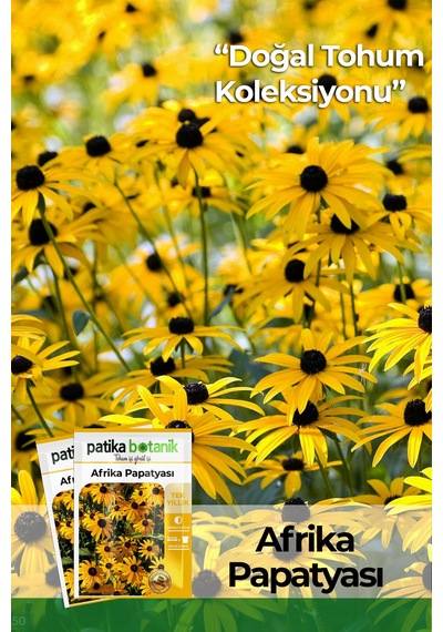 Afrika Papatyası  Rudbeckia Çiçek Tohumu 100 Adet